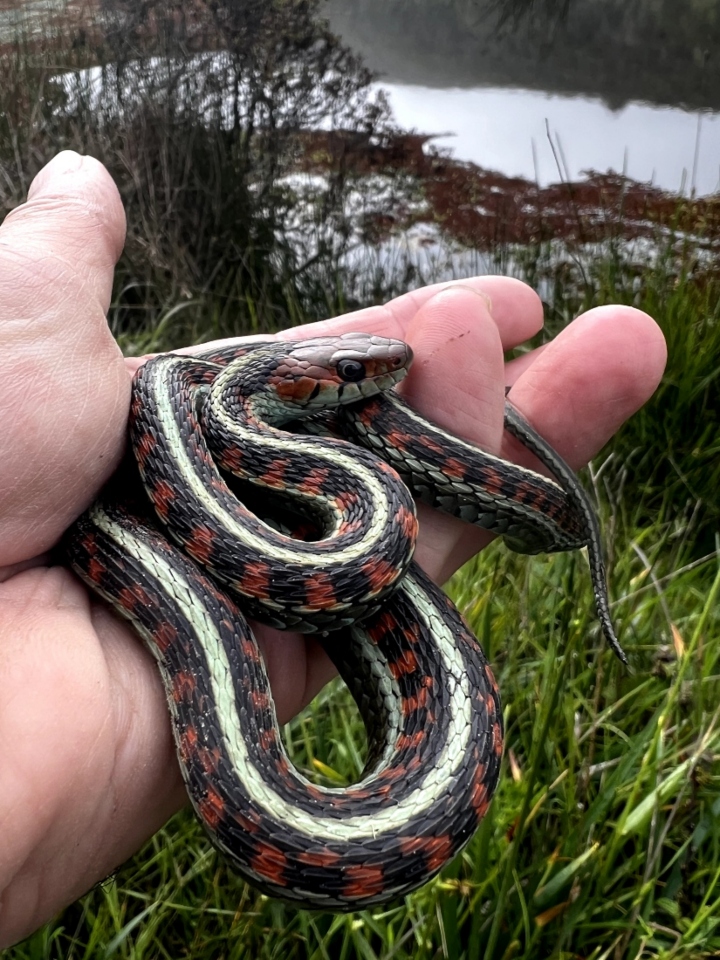 California Red-sided Garter Snake